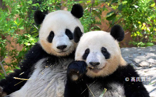 高氏貴博さんと巡る！パンダと再会 誕生日ツアー